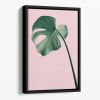 Monstera Pink No 05 Floating Framed Canvas