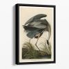 Great blue Heron by Audubon Floating Framed Canvas