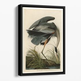 Great blue Heron by Audubon Floating Framed Canvas (Color: Black, size: 40" x 26" / 100cm x 65cm (approx))