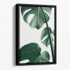 Monstera Natural 37 Floating Framed Canvas