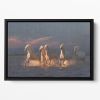 Camargue horses on sunset Floating Framed Canvas