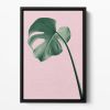 Monstera Pink No 05 Floating Framed Canvas